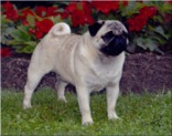 Arlo